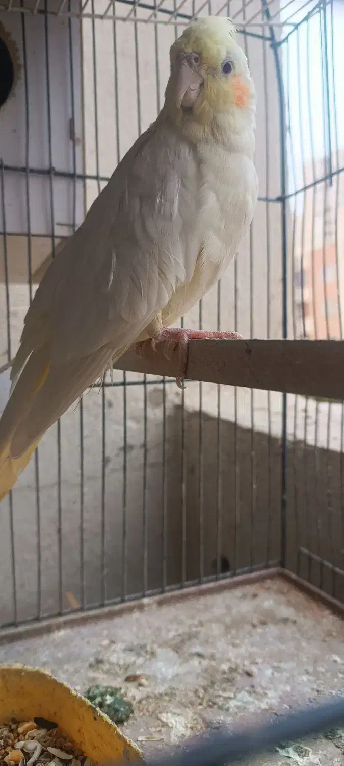 عروس هلندی|پرنده|پرند, فاز ۴|دیوار