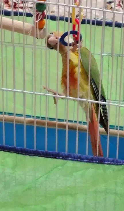 جوجه گرین دوماه|پرنده|سنندج, |دیوار