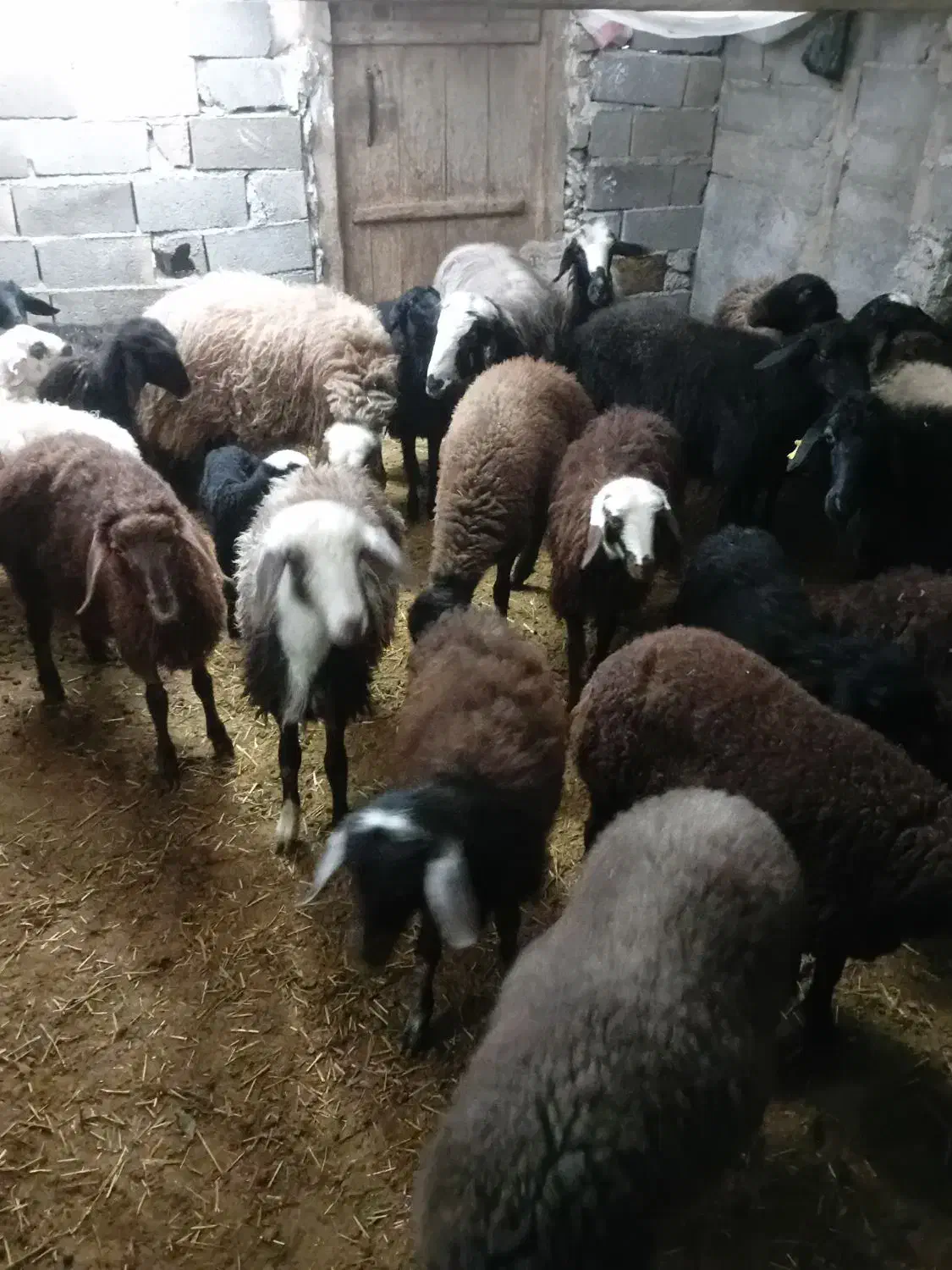گوسفند برای نگهداری|حیوانات مزرعه|نمین, |دیوار