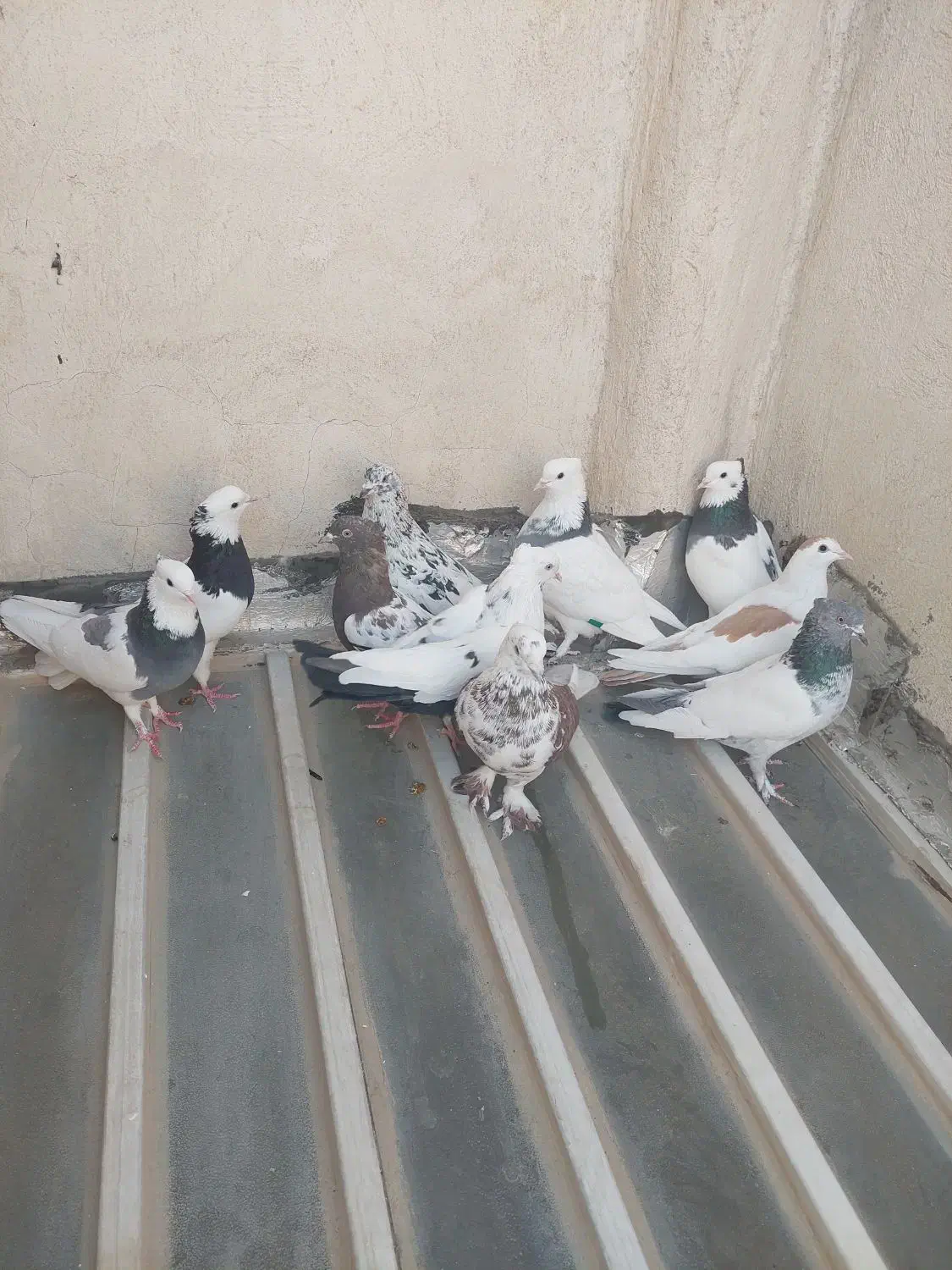 تعدادی کفتر نر و ماده|پرنده|شیراز, میدان قائم|دیوار