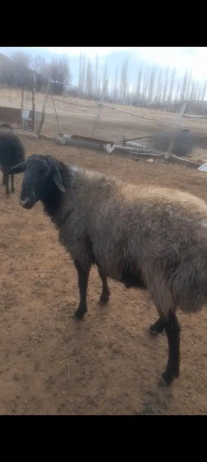 دام گوسفند قوچ|حیوانات مزرعه|آبگرم, |دیوار