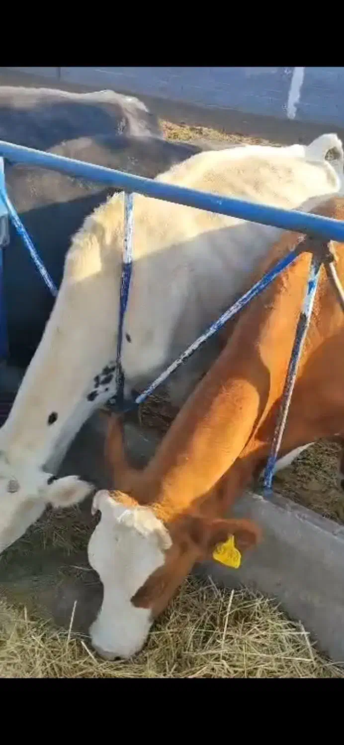 فروش‌۲۵‌راس‌تلیسه‌شیری|حیوانات مزرعه|سیرجان, |دیوار