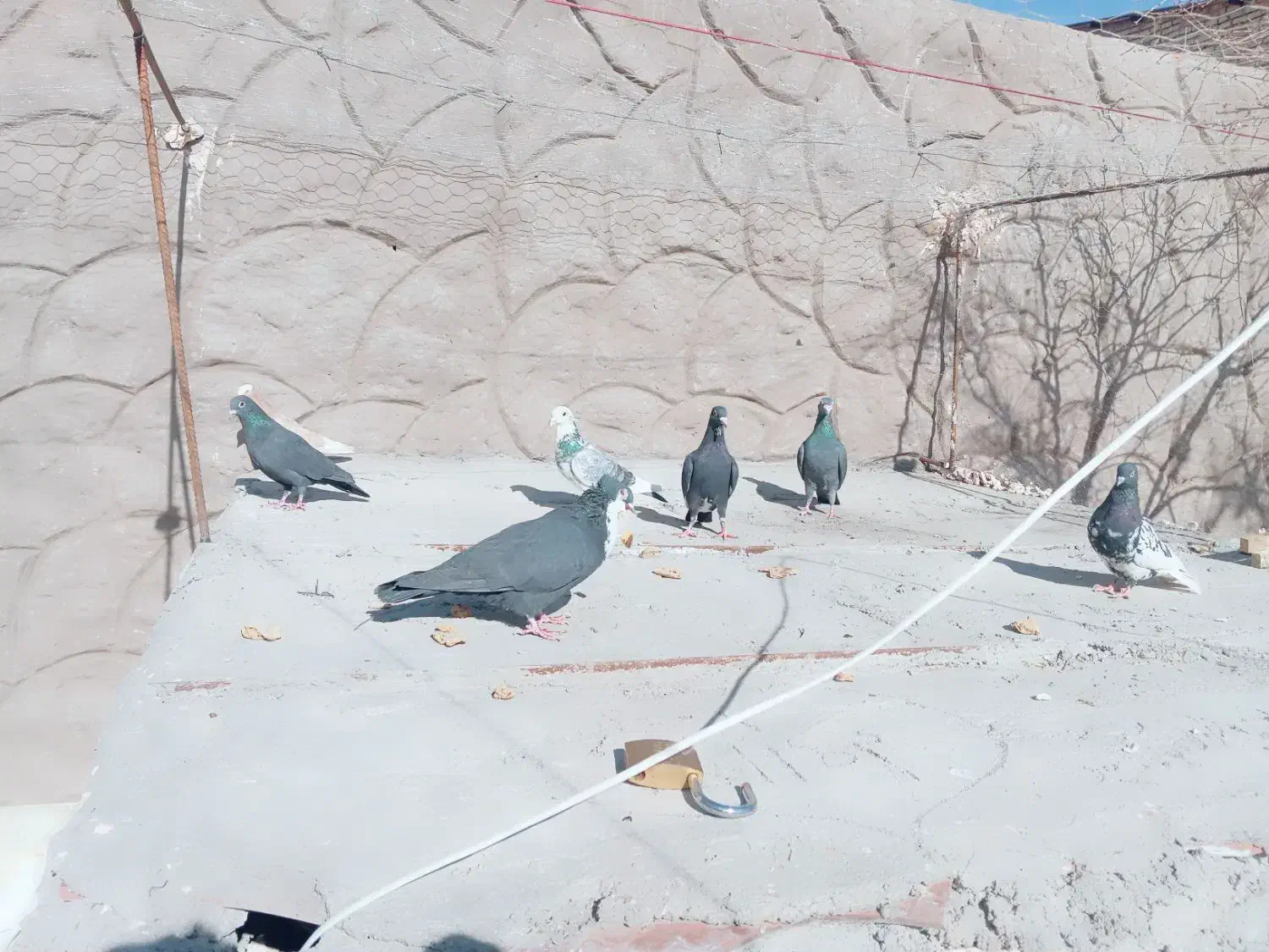 کبوتر زد گلوله|حیوانات|رفسنجان, |دیوار