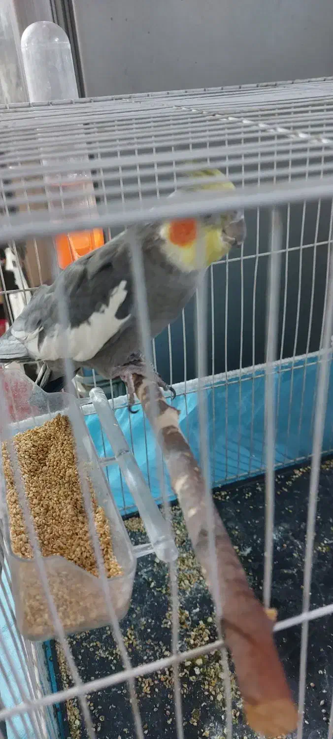 عروس هلندی سالم اوازخان|پرنده|مشهد, طلاب|دیوار