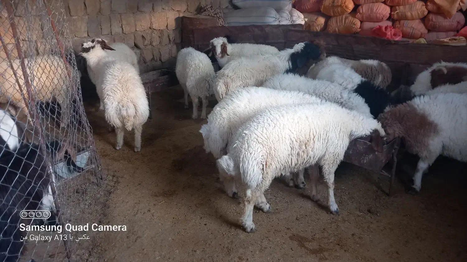 بره|حیوانات مزرعه|سیوان, |دیوار