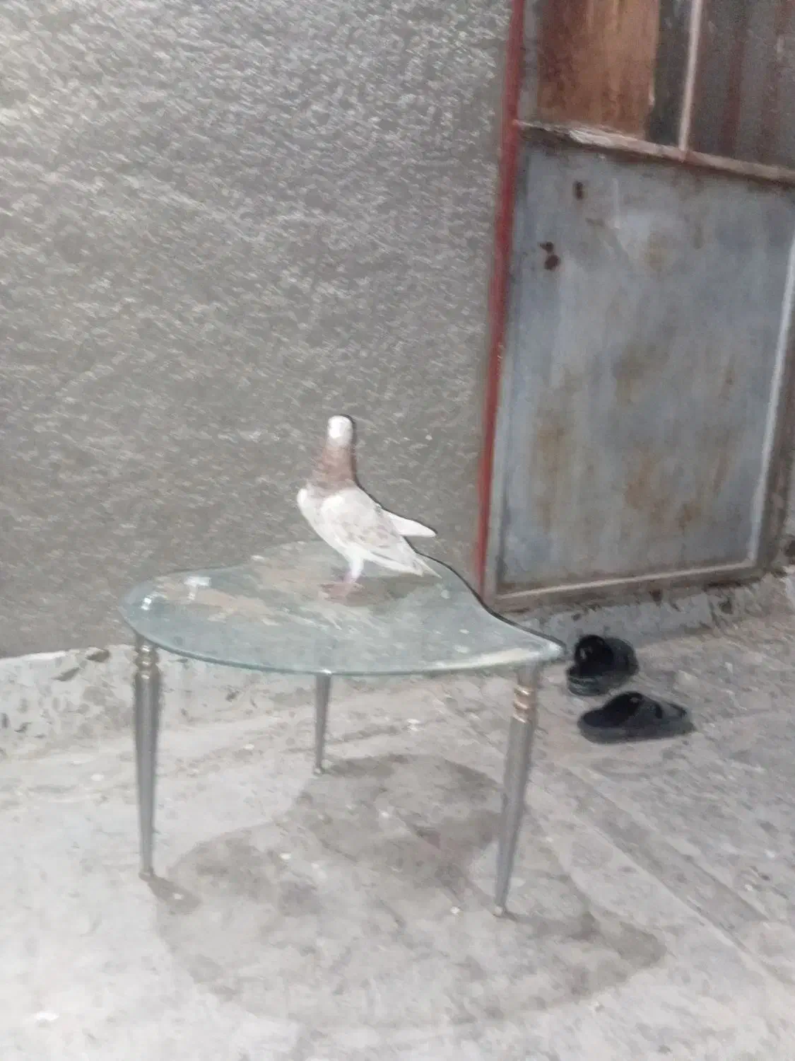 کبوتر|پرنده|رباط‌کریم, شترخوار|دیوار