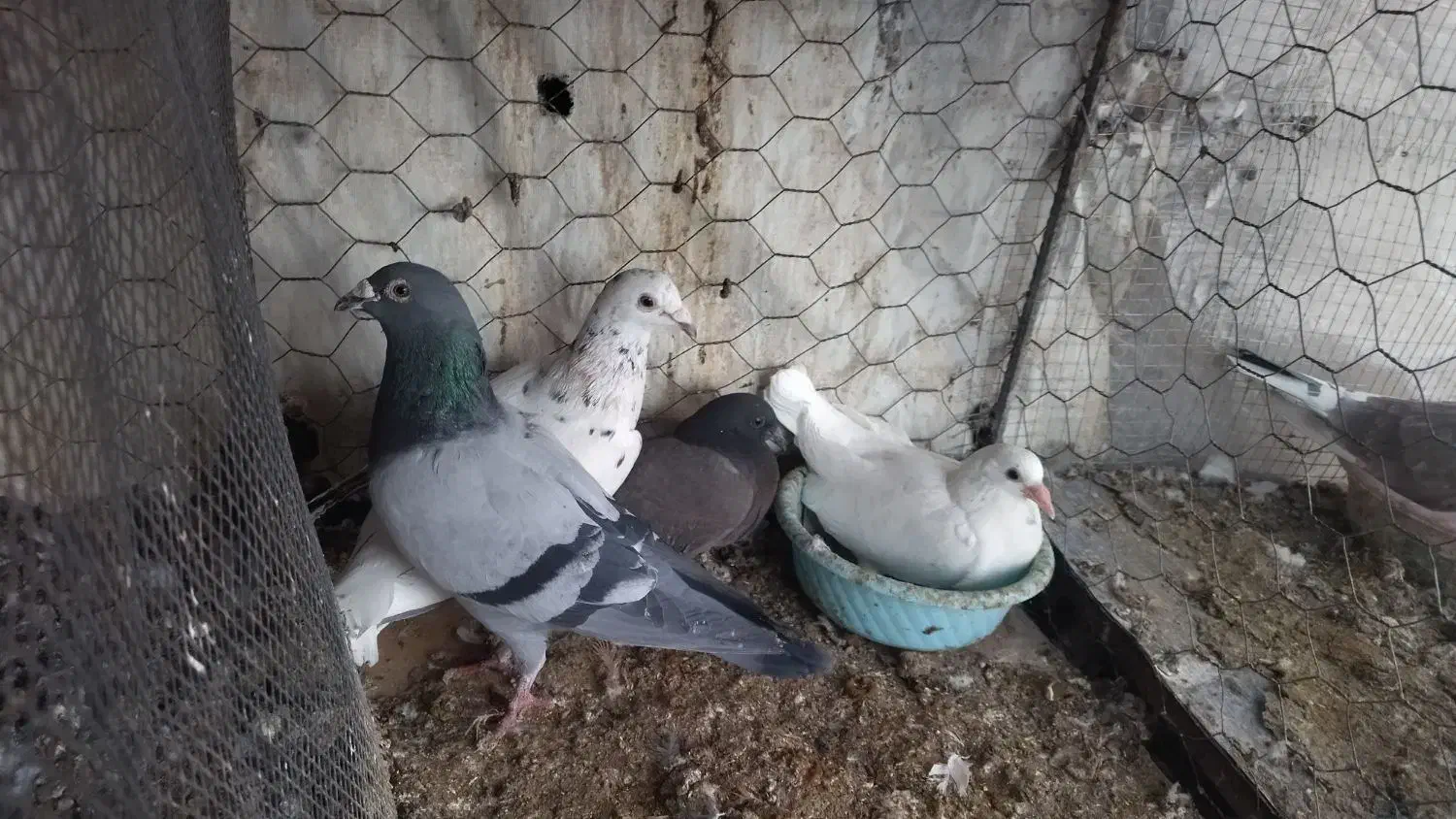 فروشی تعدادی کفتر|پرنده|بیرجند, |دیوار