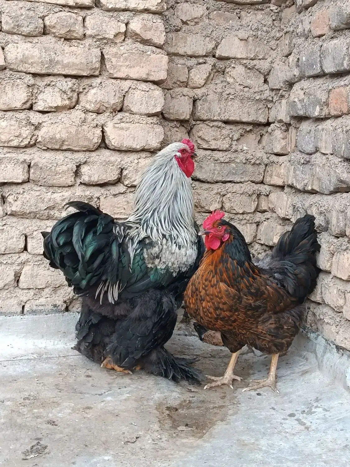 خروس برهما و مرغ تخمگذار|حیوانات مزرعه|محلات, |دیوار