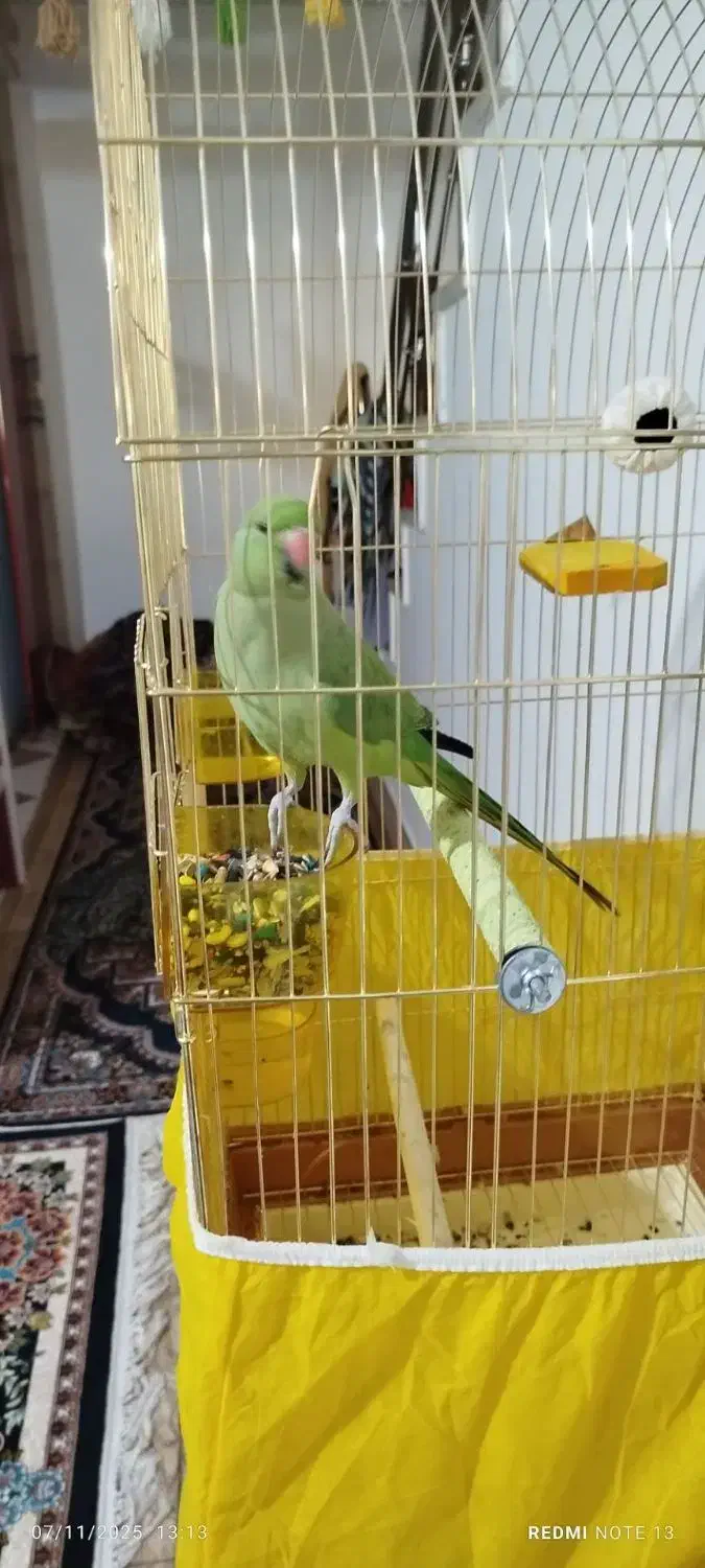 طوطی ملنگو جفت مولد|پرنده|چهارباغ, |دیوار