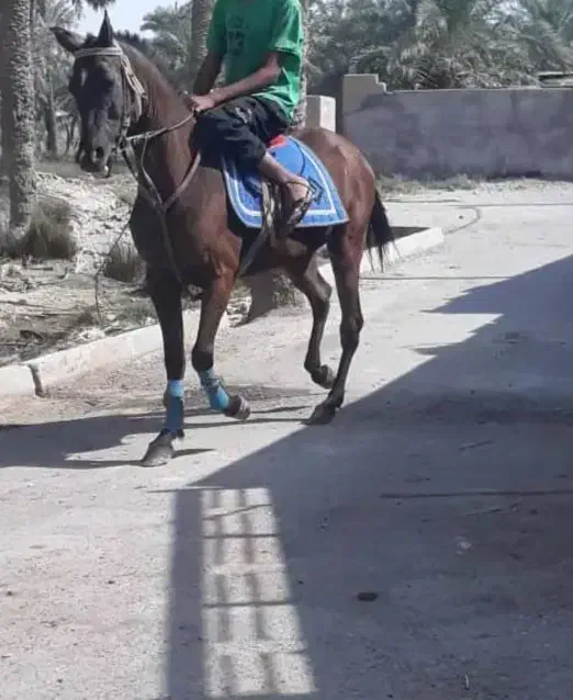 مادیون عرب کورسی یکسر وارداتی.|اسب و تجهیزات اسب‌سواری|شادگان, |دیوار