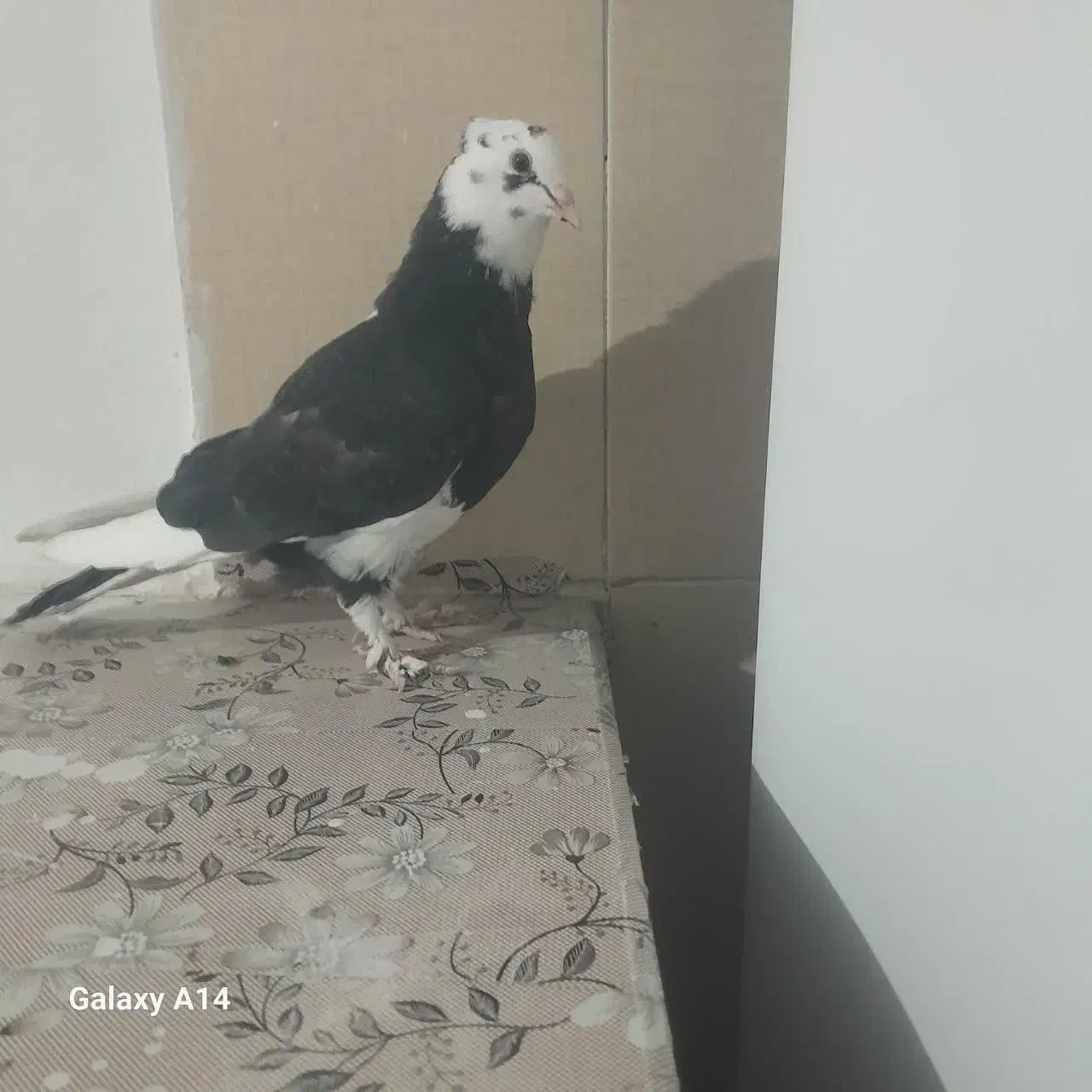 کفتر.پرشی.غرببگیری|پرنده|باقرشهر, |دیوار