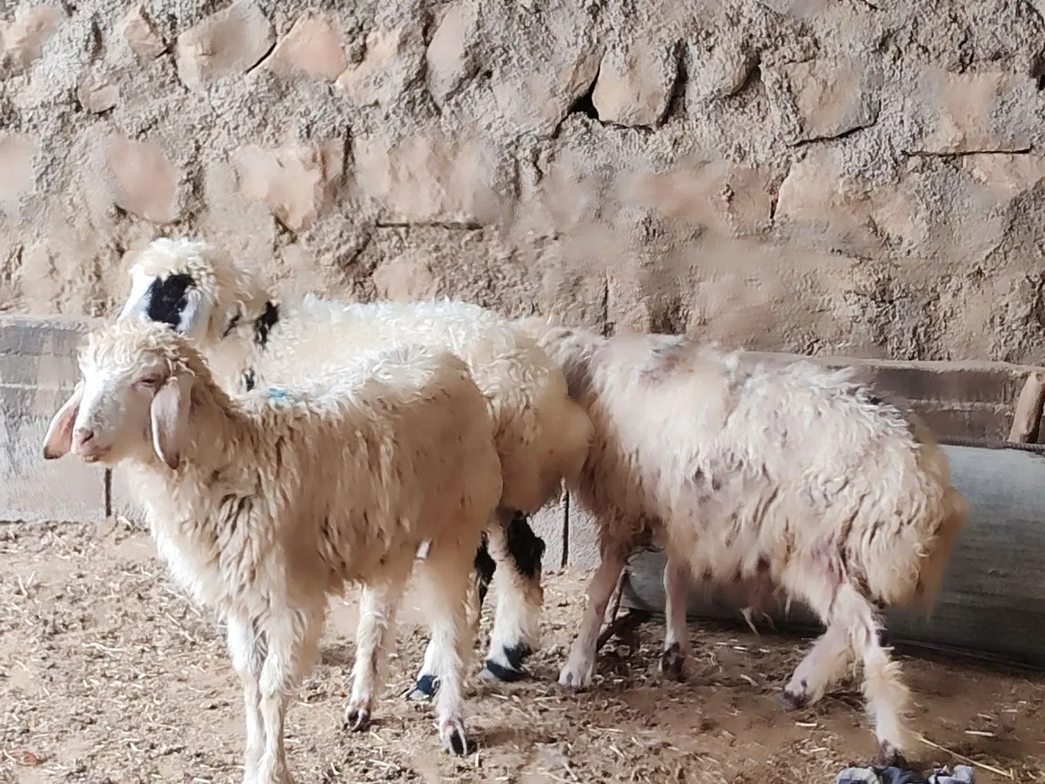 بره|حیوانات مزرعه|چرداول, |دیوار