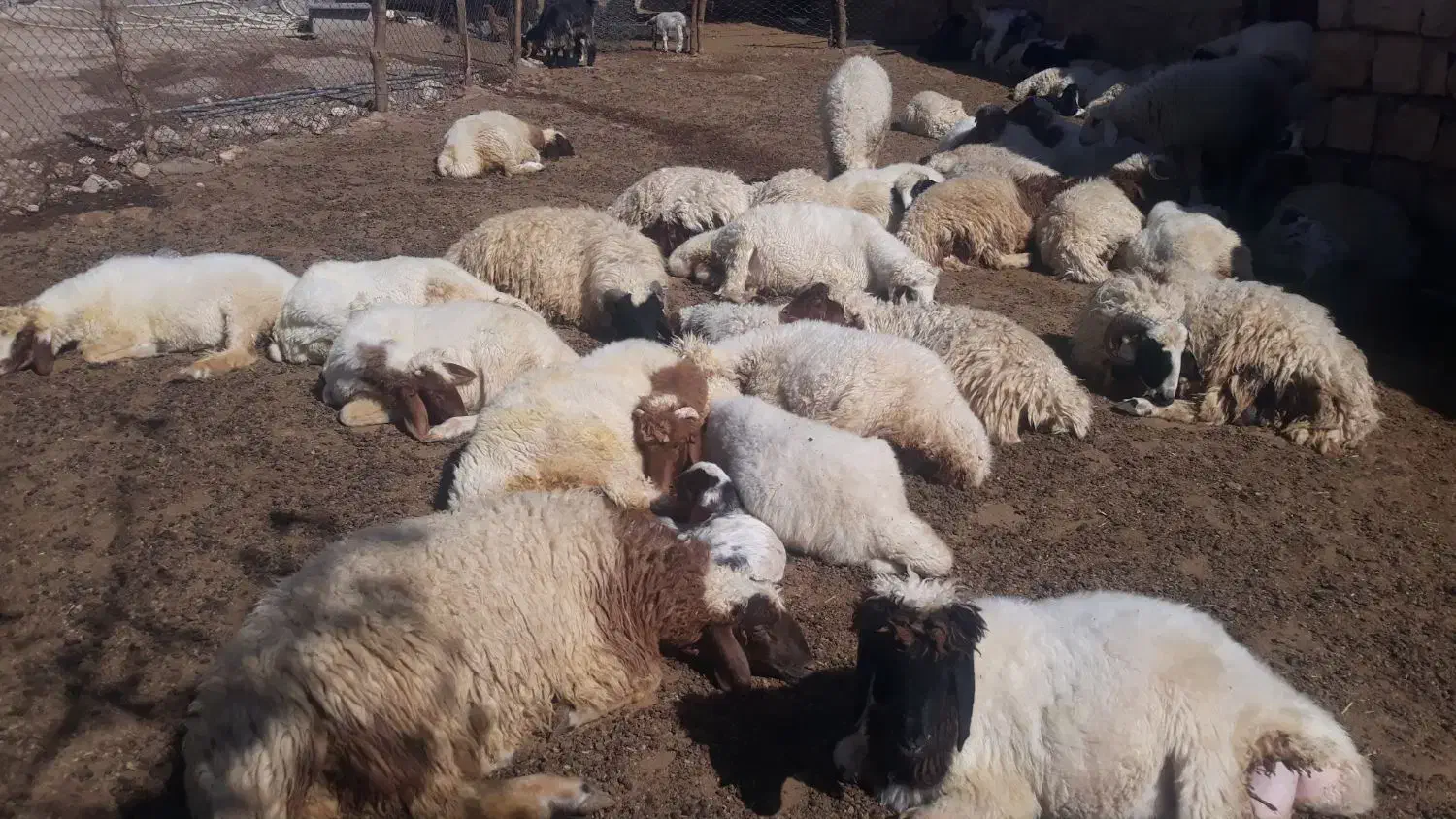 بره پروار سفید صادراتی|حیوانات مزرعه|زاگرس, |دیوار