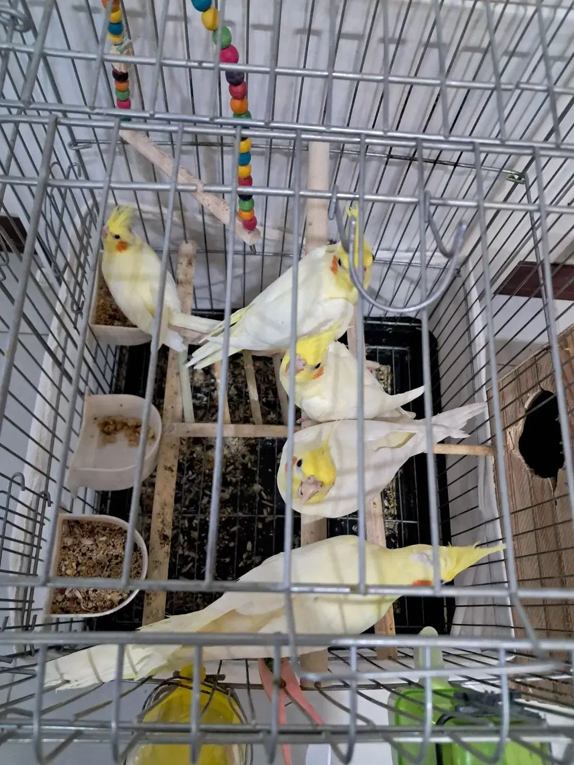 عروس هلندی مولد|پرنده|رودهن, |دیوار