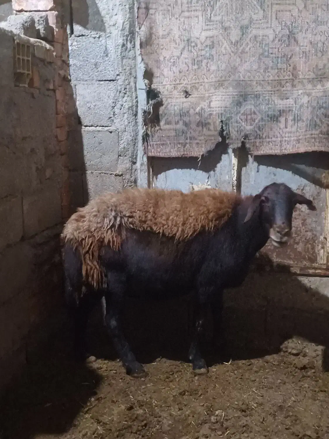 گوسفندماده جوان گوشتی|حیوانات مزرعه|تبریز, |دیوار