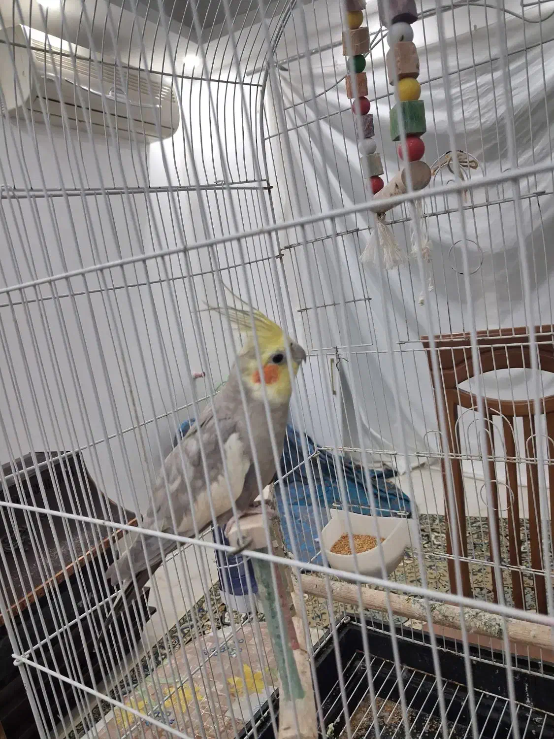 طوطی عروس بالغ|پرنده|آستانه اشرفیه, |دیوار