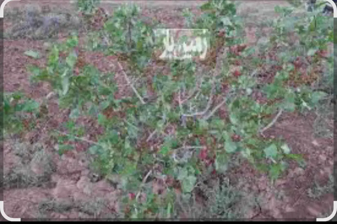 باغ میوه مامونیه|فروش خانه و ویلا|زرندیه, |دیوار