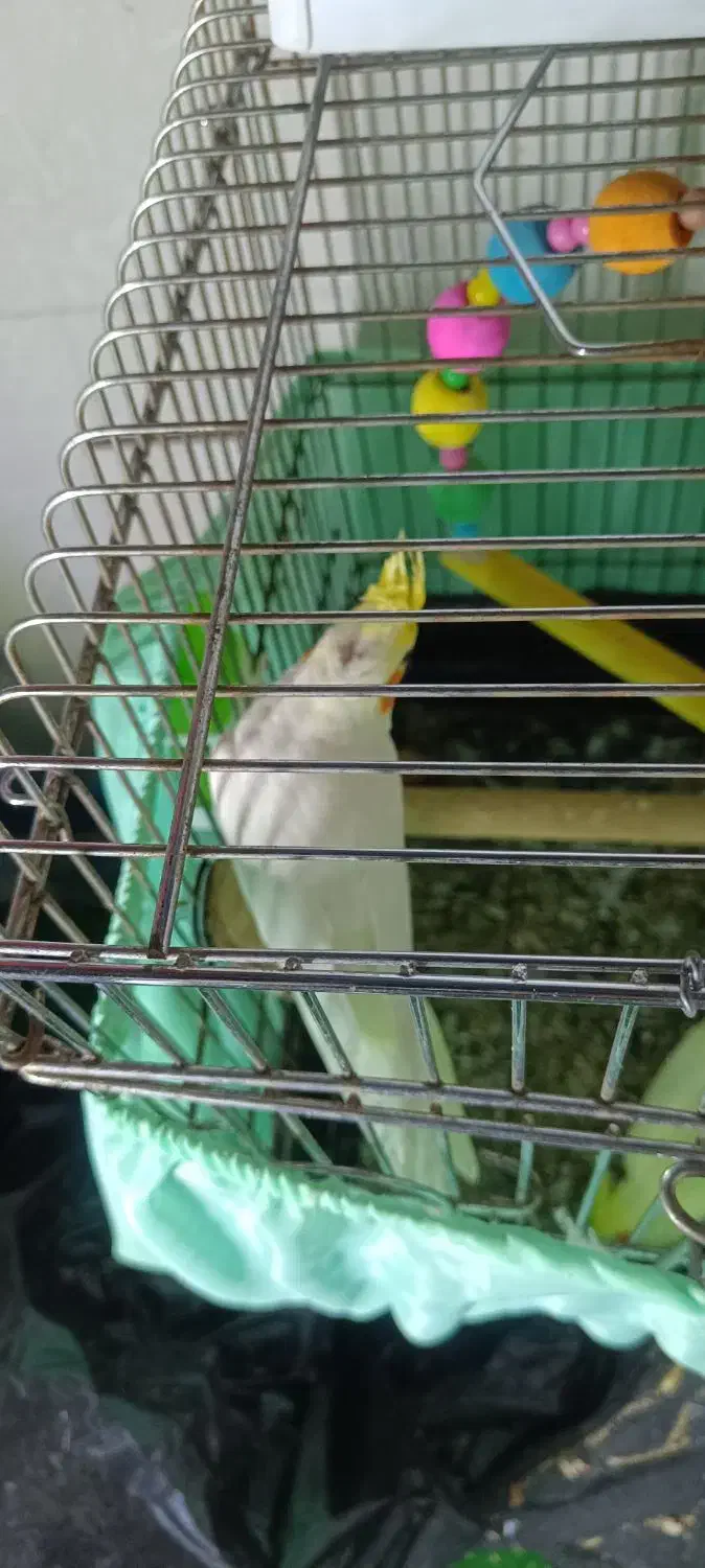 طوطی سانان|پرنده|فردیس, شهرک ناز|دیوار