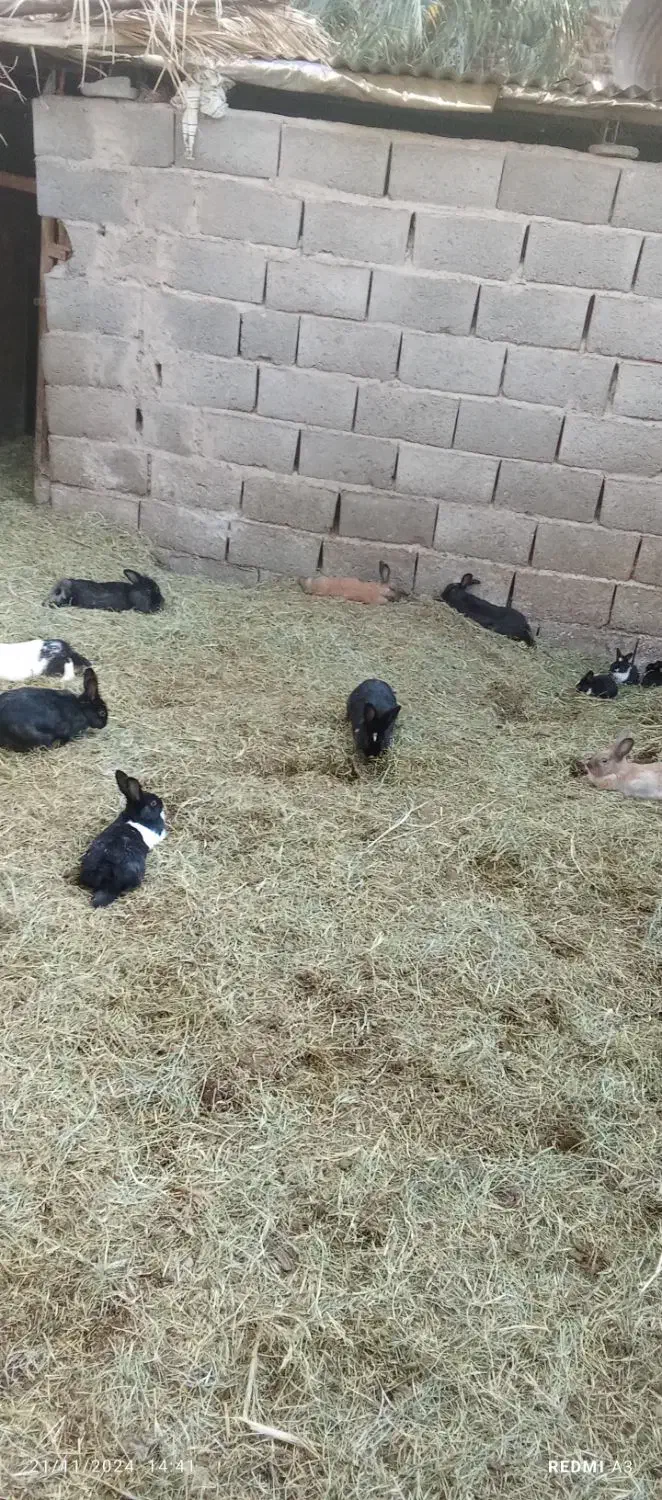 خر گوش ریشی نر وماده|موش و خرگوش|نرماشیر, |دیوار