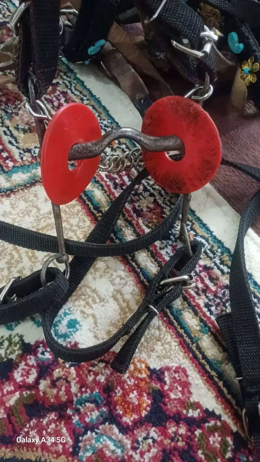 اسب|اسب و تجهیزات اسب‌سواری|فریمان, |دیوار