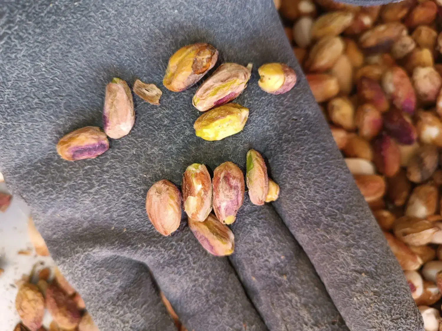 پسته ی پوک و روآبی|عمده‌فروشی|تربت‌حیدریه, پائین ولایت|دیوار