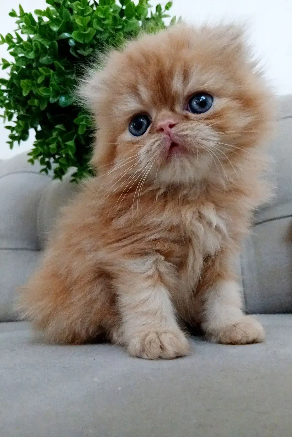 گربه پرشین|گربه|رشت, چمارسرا|دیوار