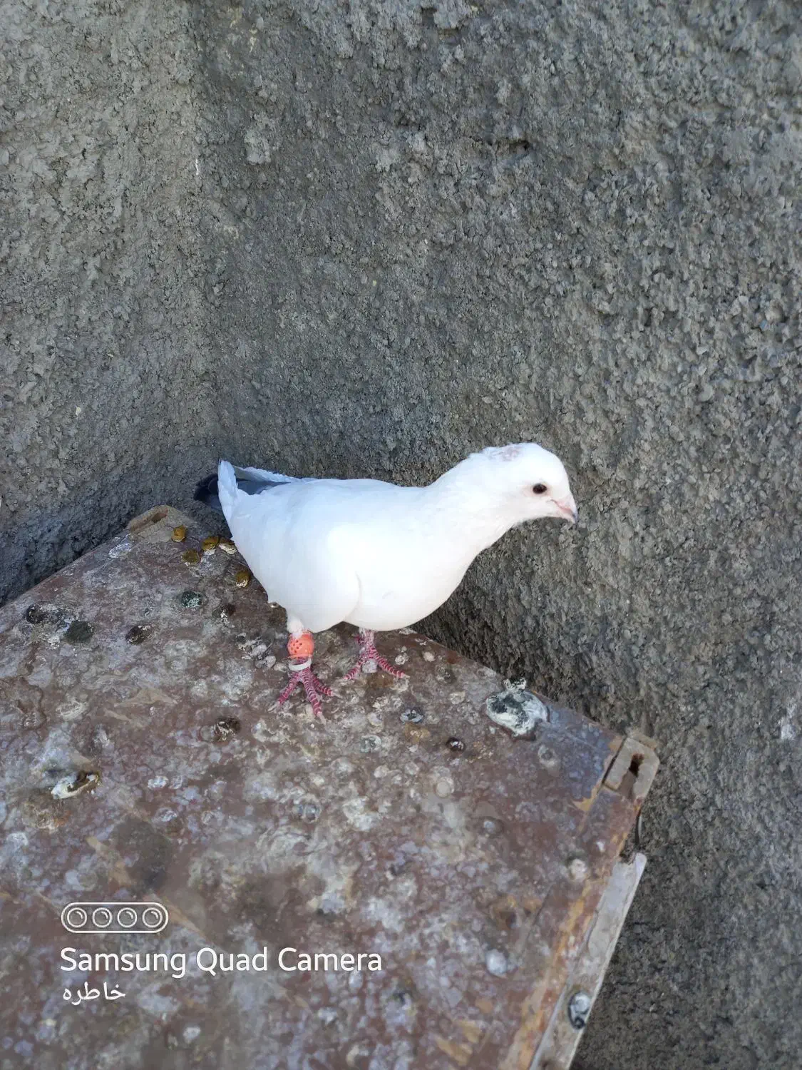 کبوتر|پرنده|چناران, |دیوار