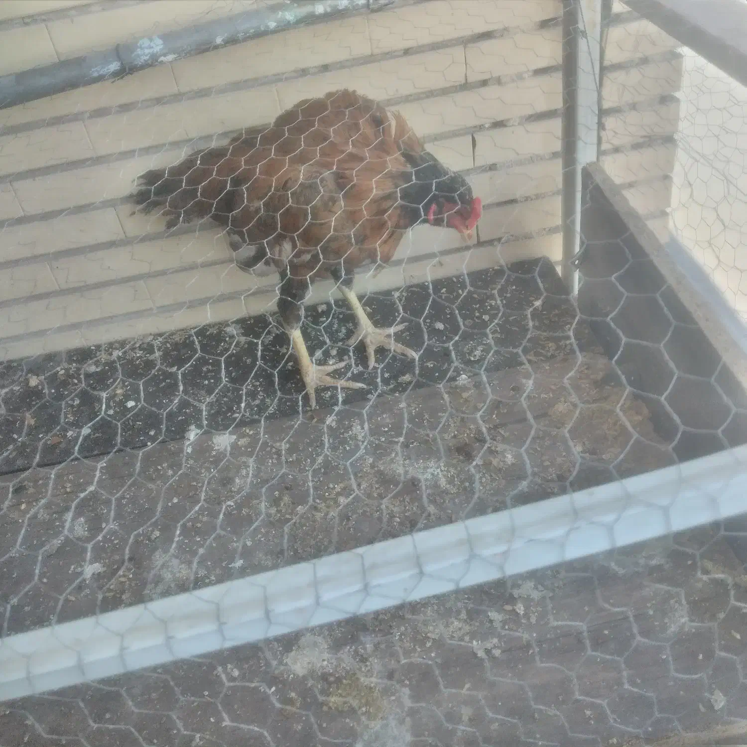 خروس وجوجه خروس|حیوانات مزرعه|سراوان, |دیوار