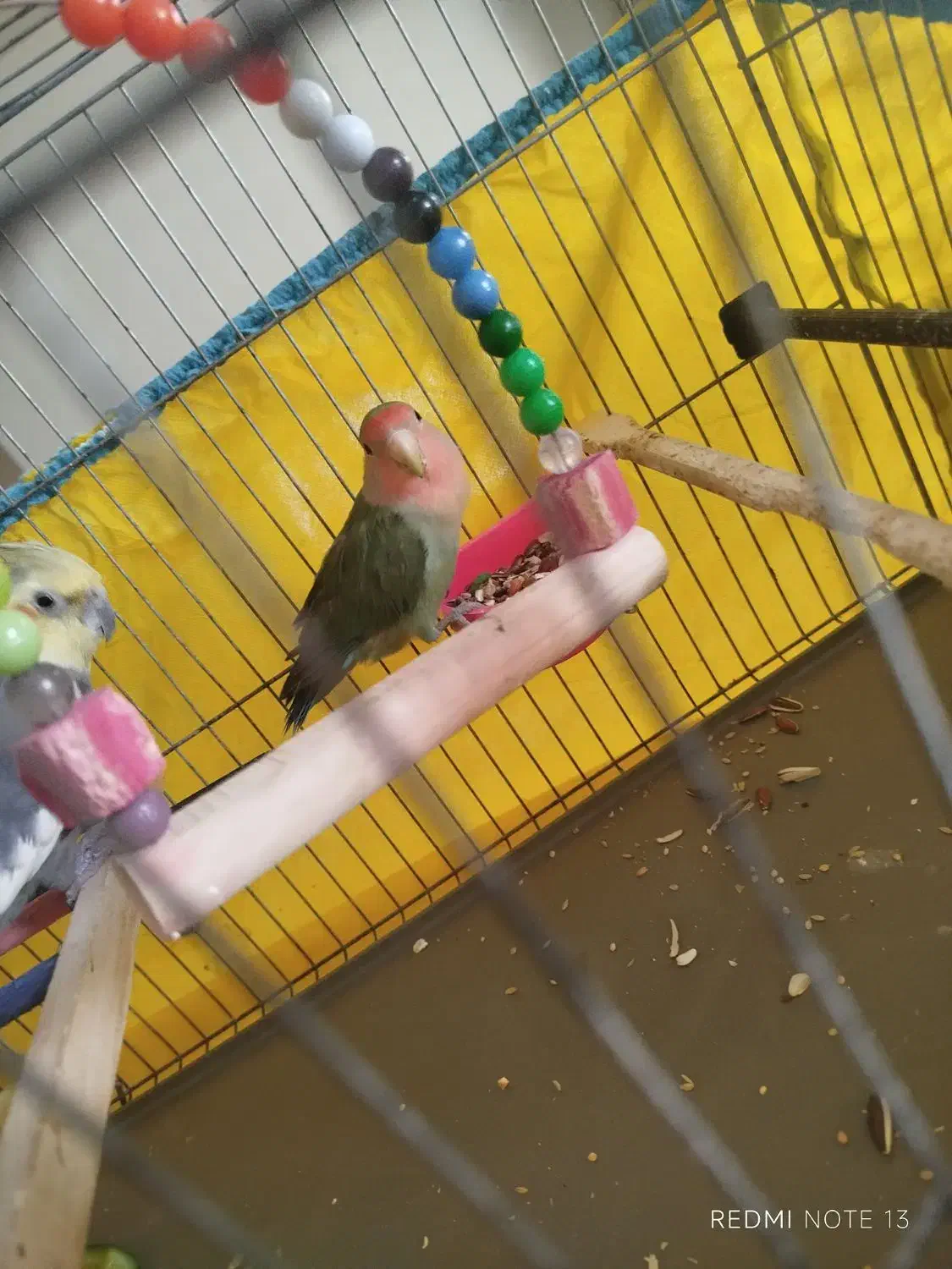 طوطی عروس و برزیلی|پرنده|محمدشهر, شهرک پیام (مهرالبرز)|دیوار