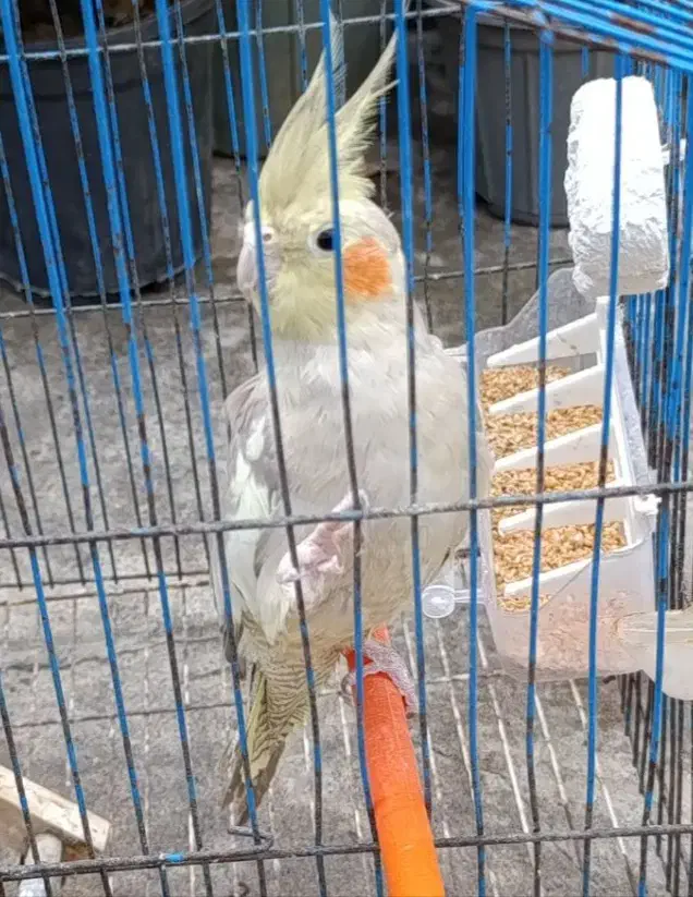 عروس هلندی|پرنده|رودبنه, |دیوار