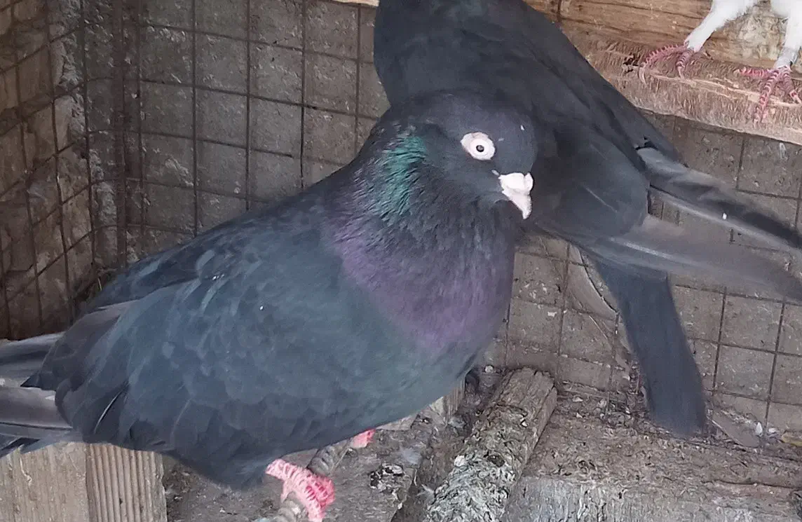 ذاغ آبادانی اصل چش و نوک سفید|پرنده|نجفآباد, یزدانشهر|دیوار