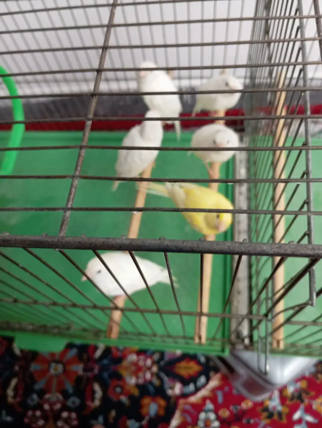 قناری|پرنده|قم, بکایی|دیوار