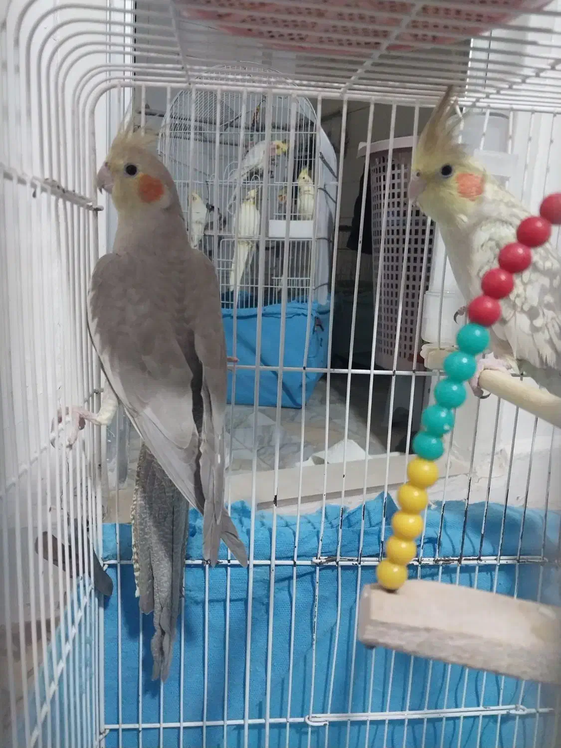 عروس هلندی و قناری|پرنده|اراک, |دیوار