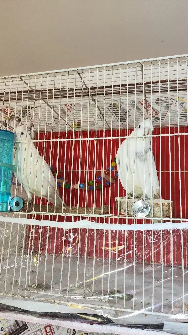 جفت عروس روی تخم و جوجه معاوضه|پرنده|مشهد, پنجتن|دیوار