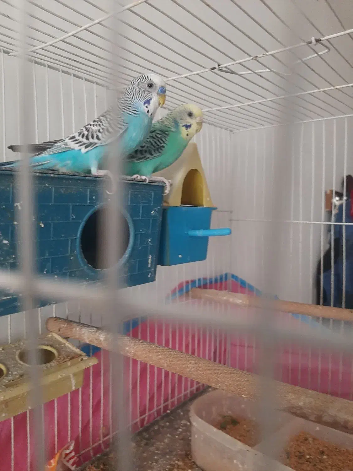 یک جفت مرغ عشق|پرنده|خاش, |دیوار