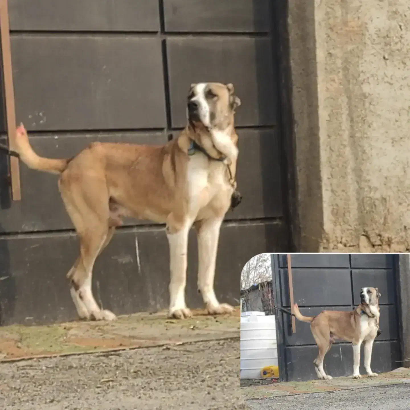 پلنگ|سگ|ماهدشت, |دیوار