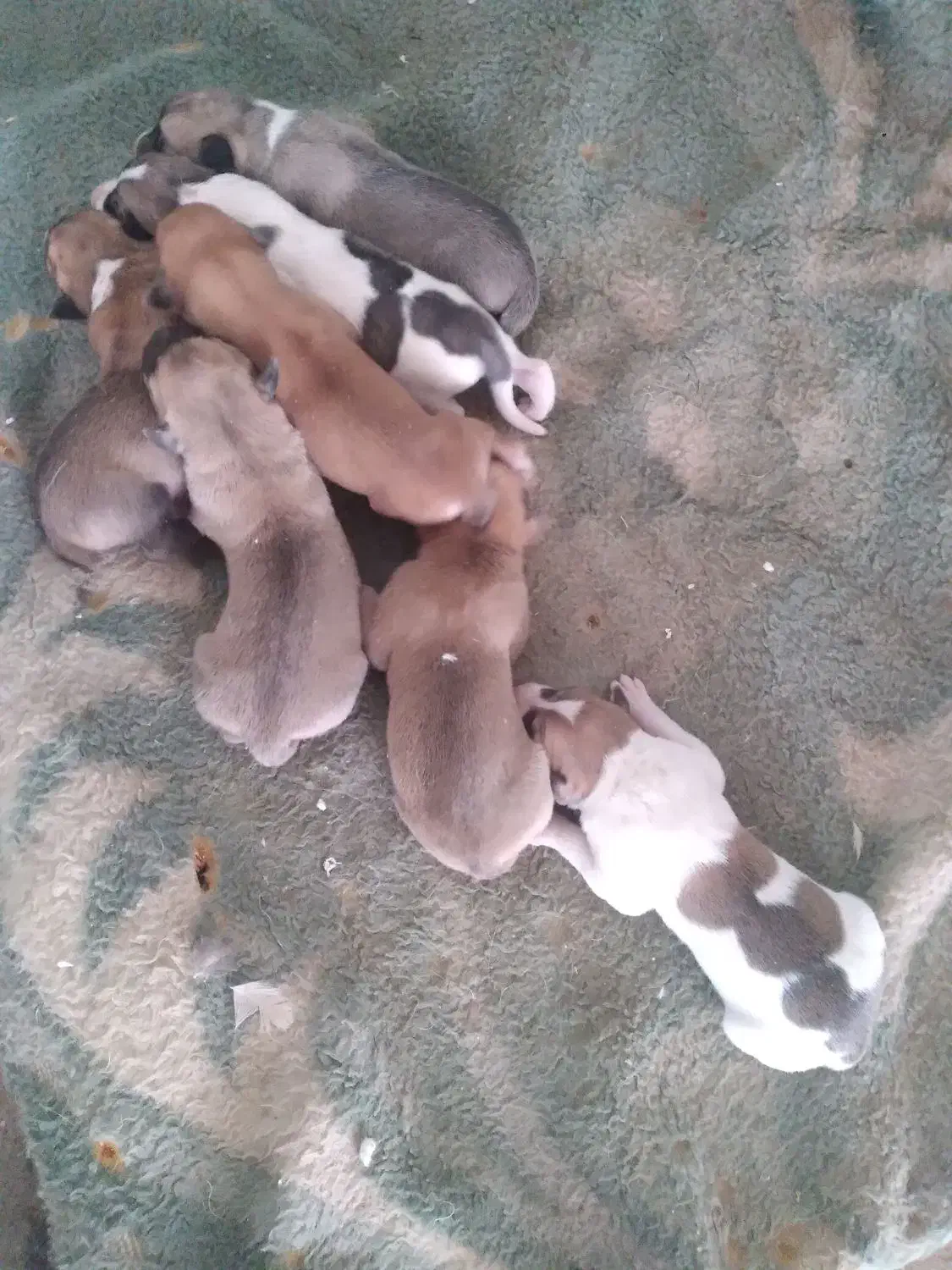 فروشی افغانی اصل|سگ|خاش, |دیوار