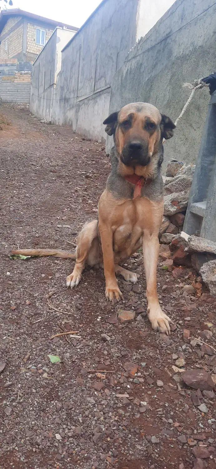 ماده پژدر|سگ|عنبران, |دیوار