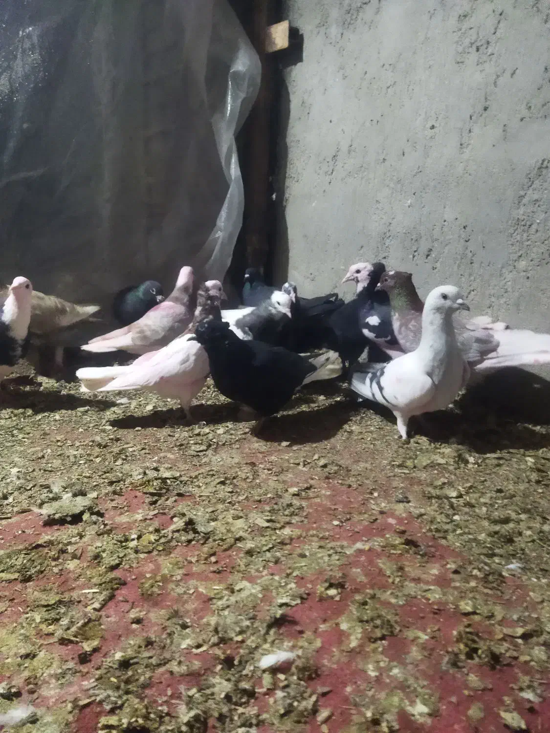 کبوتر 14عددهمه پرشی|پرنده|دشتابی, |دیوار