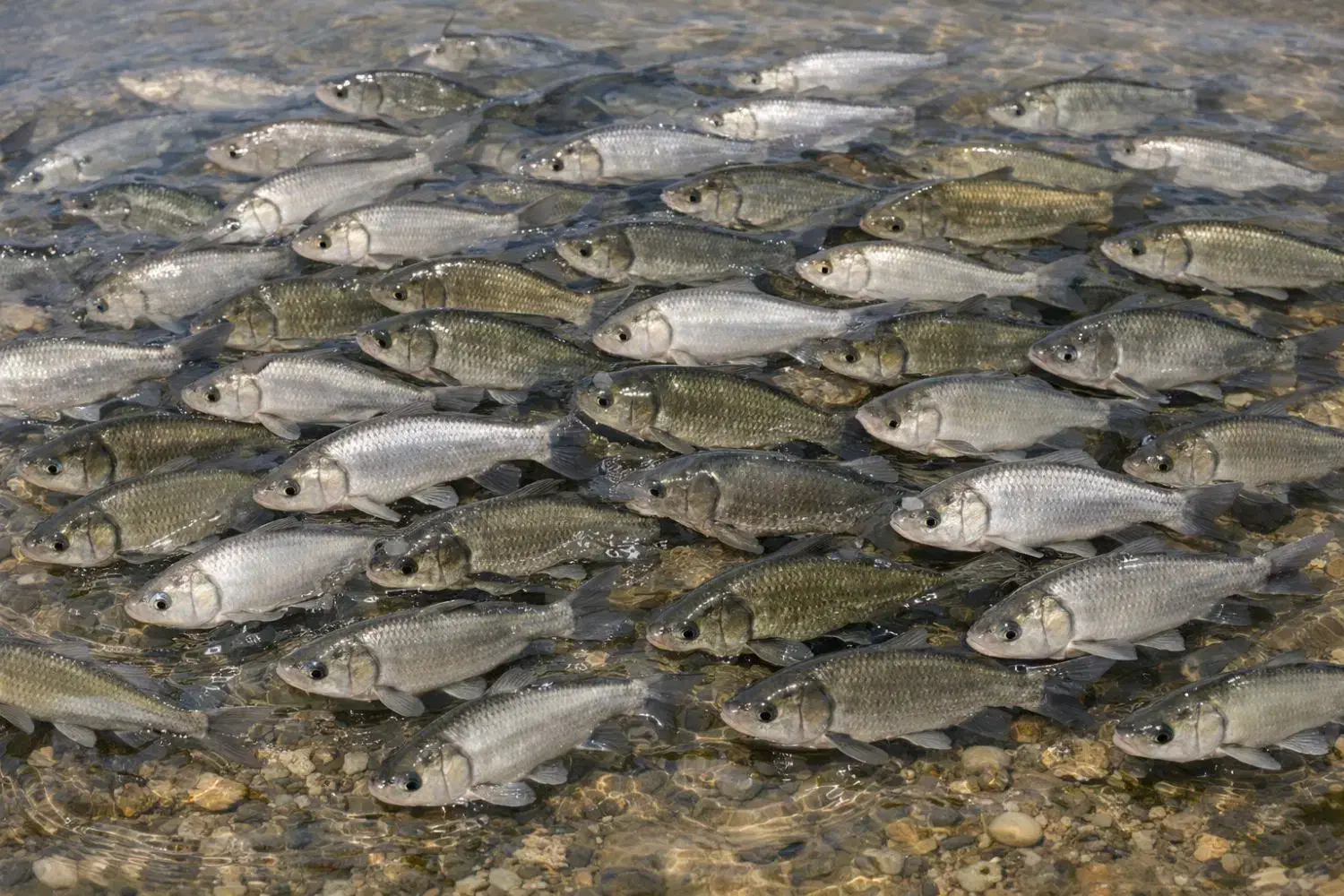 بچه ماهی|ماهی|رشت, یخسازی|دیوار