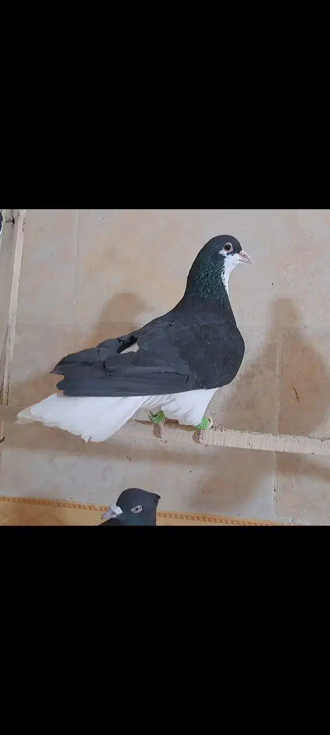 کبوتر رنگی پرشی|پرنده|ضیاء آباد, |دیوار