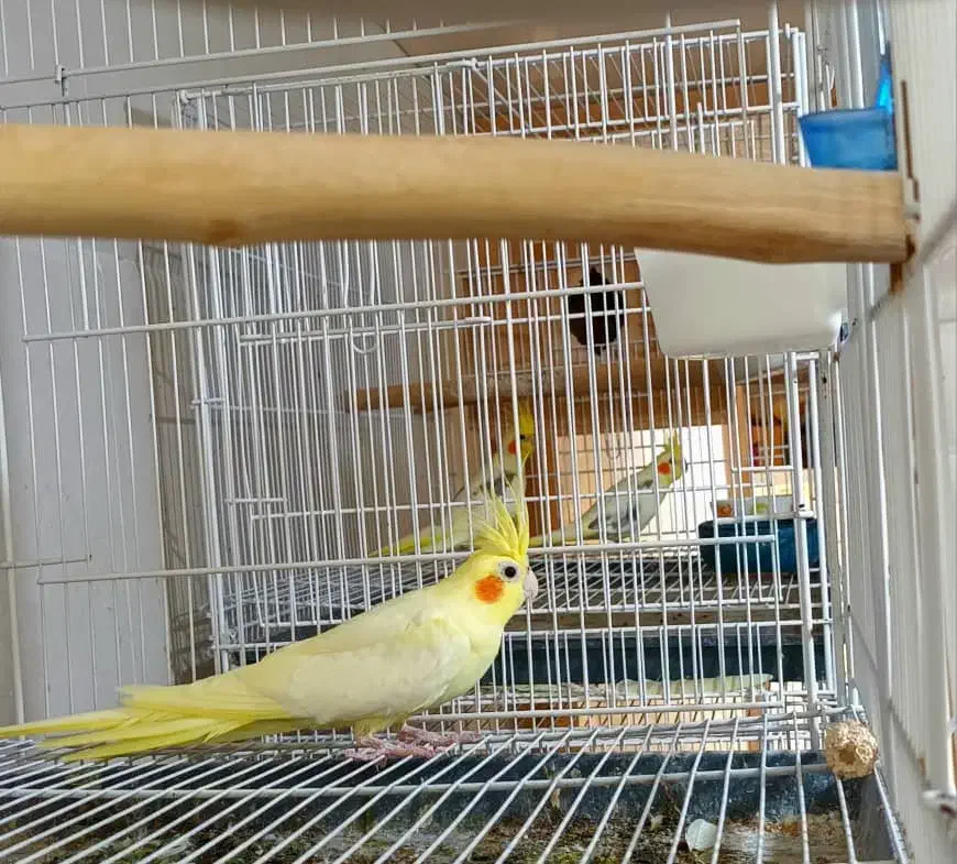 عروس هلندی|پرنده|بوئین زهرا, |دیوار