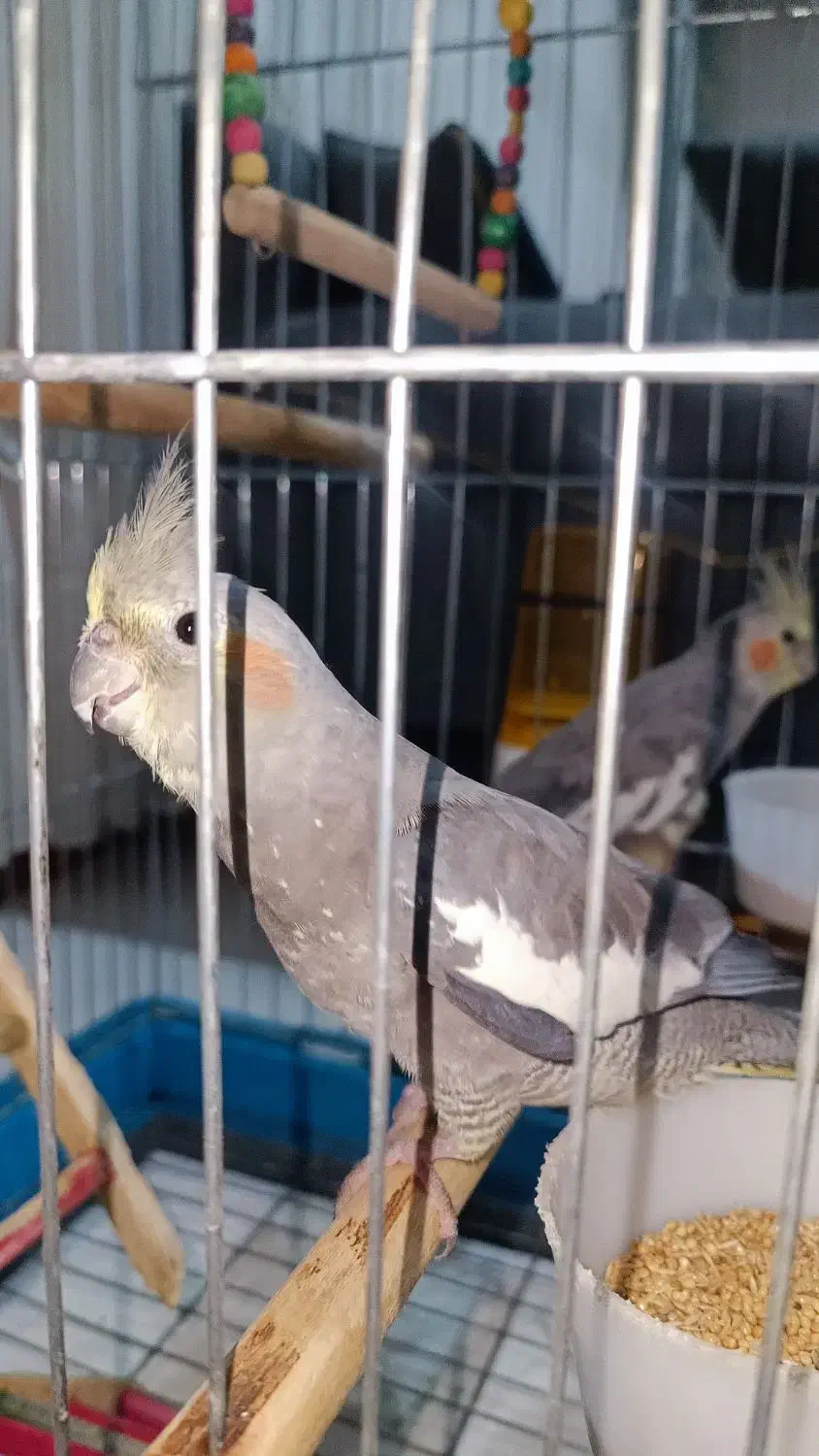 یک جفت عروس هلندی سلامت باقفس|پرنده|فردیس, قریشی|دیوار