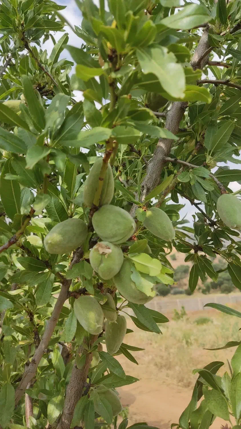 فروش باغ قطره ای|فروش زمین و ملک کلنگی|سی‌سخت, |دیوار