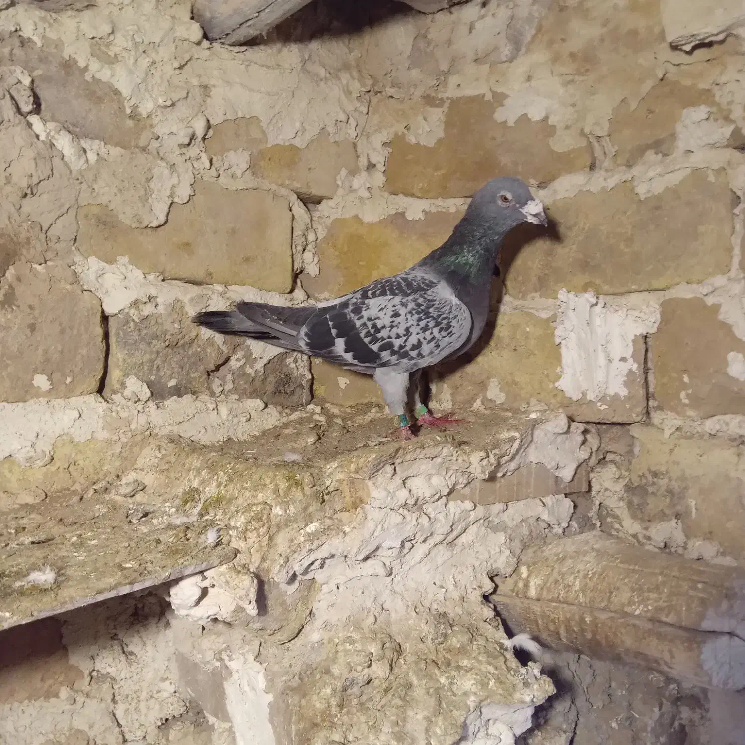 کفتر|پرنده|تربتحیدریه, حاجی یار|دیوار