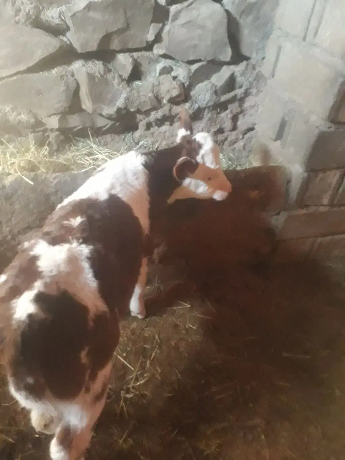 ماده سیمنتال|حیوانات مزرعه|باوله, |دیوار