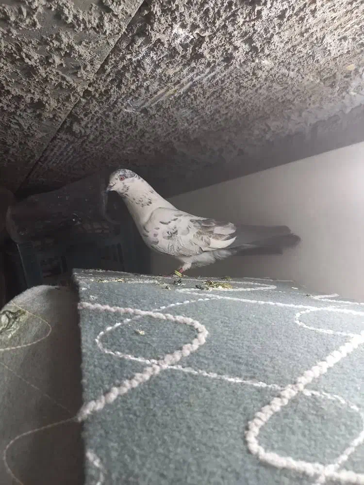 کفتر فروشی|پرنده|اردکان, |دیوار