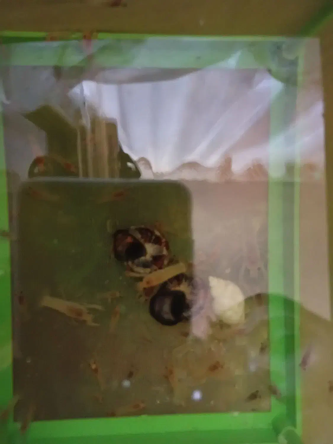 بچه لابستر|ماهی|گرگان, |دیوار