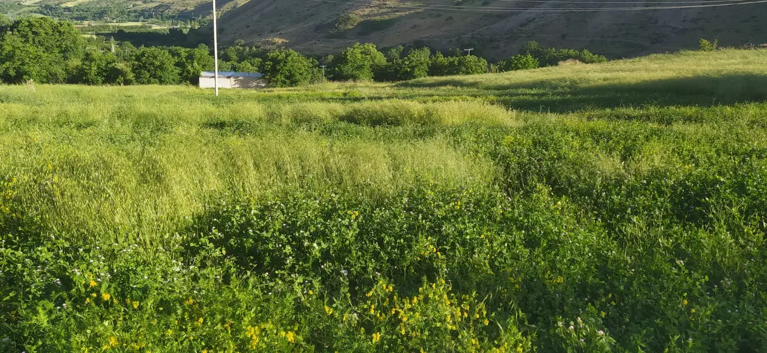 یک تن یونجه میخوام|خدمات باغبانی و درختکاری|کامیاران, |دیوار