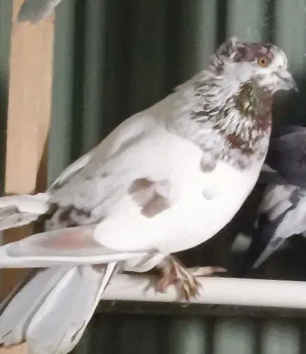 کفتر کاکلی پاپر نر|پرنده|شهریار, شهریار|دیوار